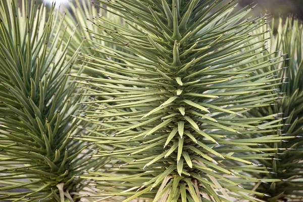 Árvore de joshua Prickley close-up — Fotografia de Stock