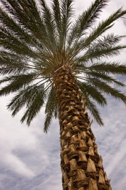 Date Palm and Desert Sky clipart