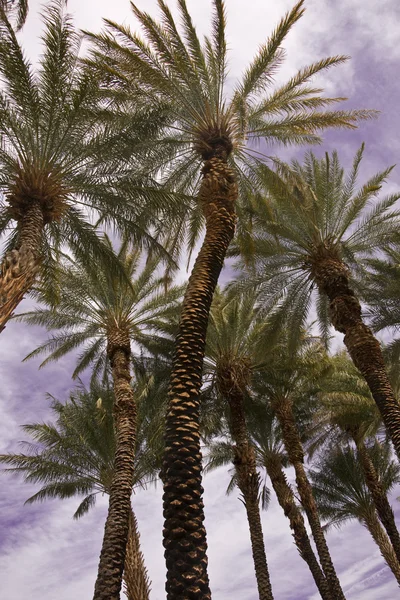 Twisted Desert Date Palms — Stock Photo, Image