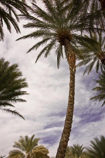 사막 대추 오아시스 — 스톡 사진