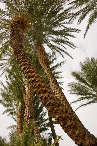 Desert Date Palms — Stock Photo, Image