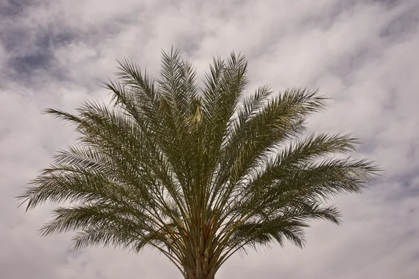 대추와 사막 하늘 — 스톡 사진