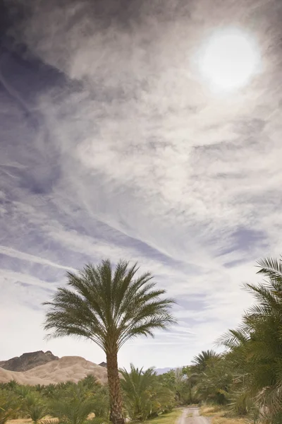 Date Palm Oasis e Desert Sky — Fotografia de Stock