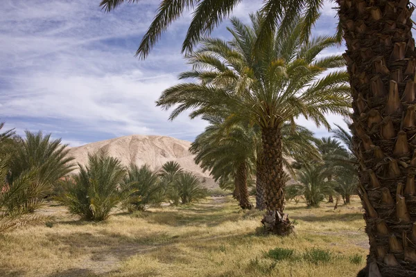 砂漠のナツメヤシのオアシス ストック写真