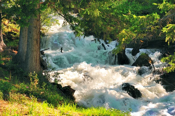 stock image The mountain river flows among stones and wood