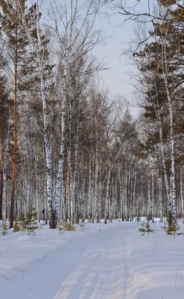 stock image Winter wood