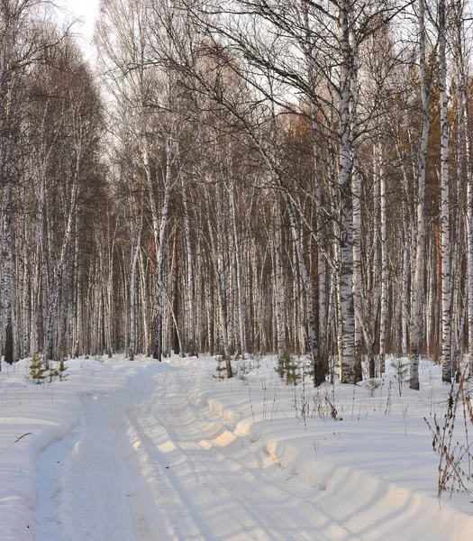 Stock image Winter wood