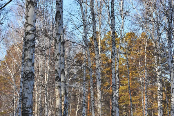 stock image Winter wood