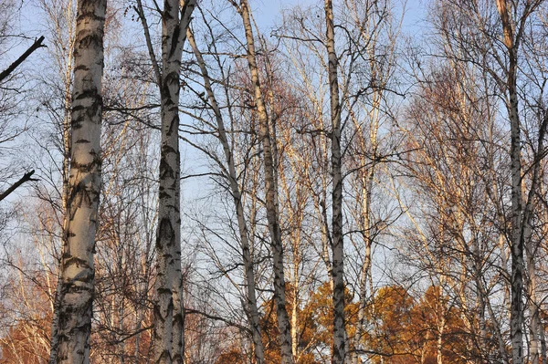 Stock image Winter wood