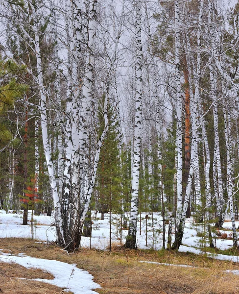 stock image Winter wood