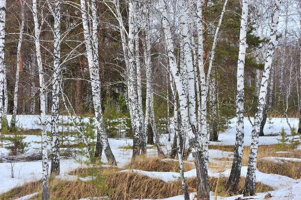 Stock image Winter wood