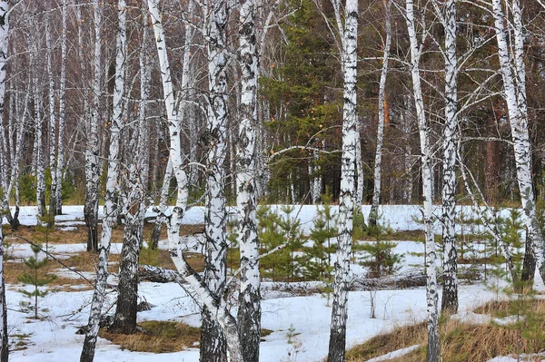 stock image Winter wood