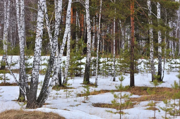 冬季木材 — 图库照片