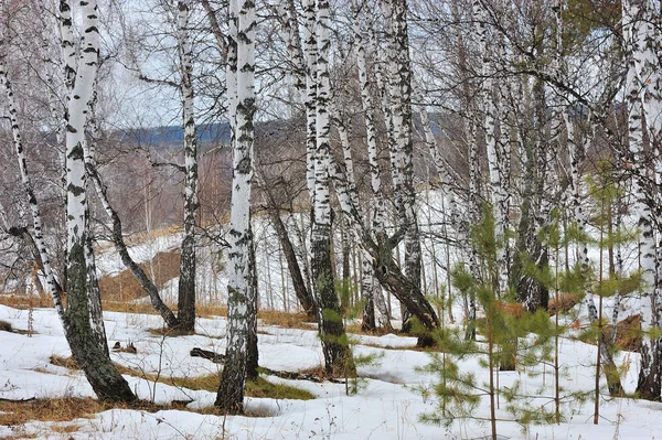 stock image Winter wood