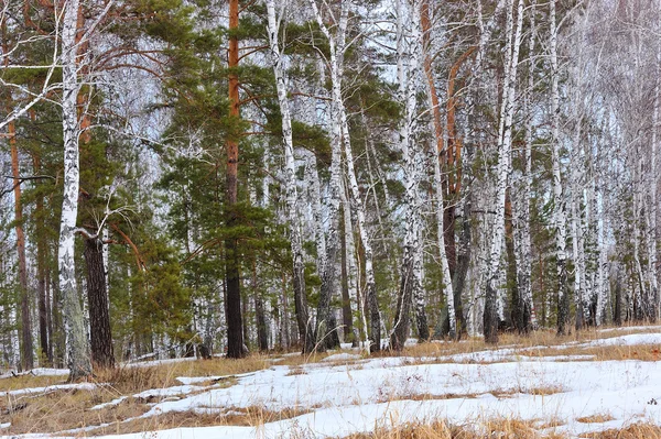 Winter hout — Stockfoto