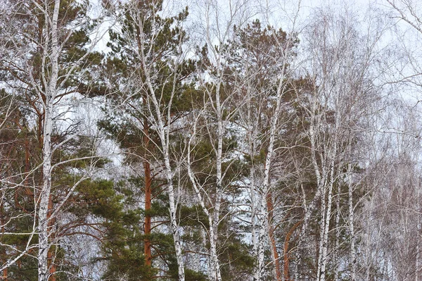 Χειμώνα ξύλο — Φωτογραφία Αρχείου