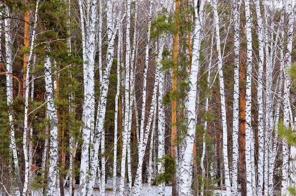 stock image Winter wood