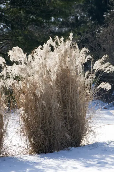 stock image Winter Plumes