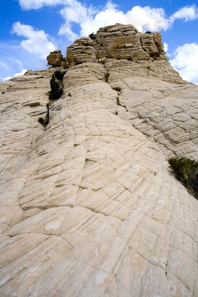 Close-up sobre as rochas com uma pequena árvore - Snow Canyon Utah — Fotografia de Stock