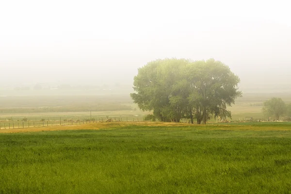 Albero dietro una fattoria — Foto Stock