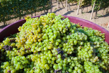 Vineyard kırpma