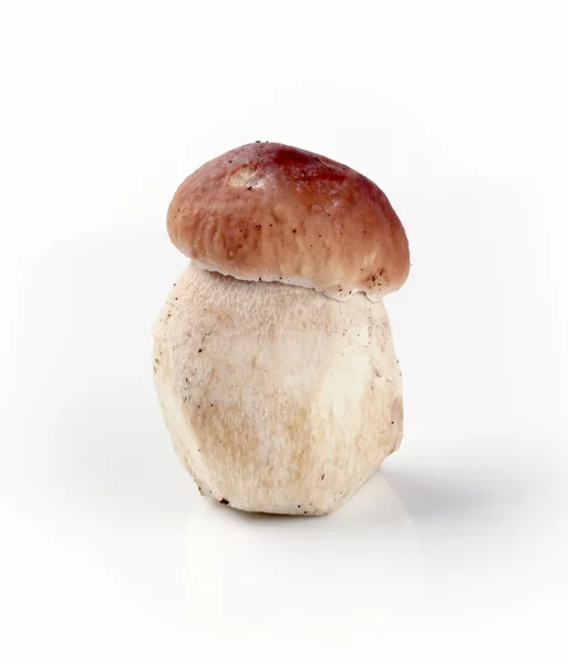 Cogumelo fresco — Fotografia de Stock
