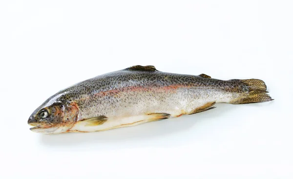 Fresh trout — Stock Photo, Image