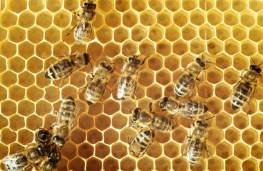 Honeybees on a comb clipart