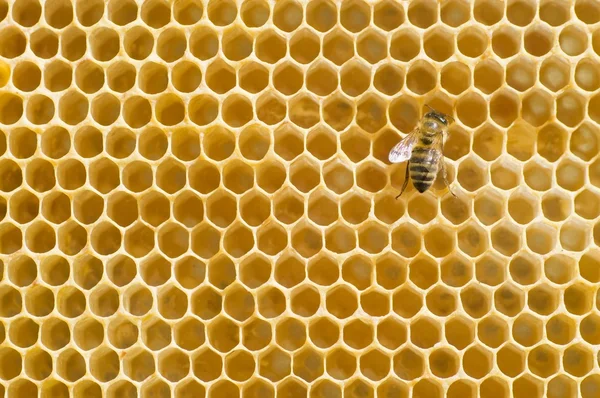 Honeybee on a comb — Stock Photo, Image