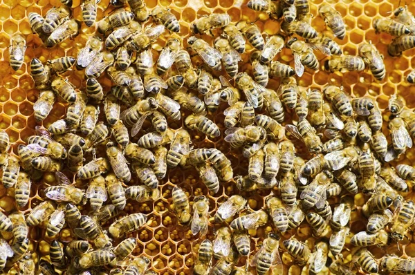 Honeybees on a comb — Stock Photo, Image