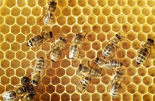 Μέλισσες επάνω έναs χτενίζω — Φωτογραφία Αρχείου