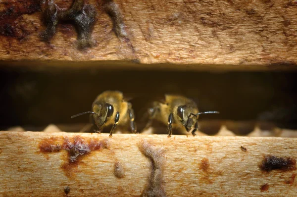 Les abeilles dans une ruche — Photo