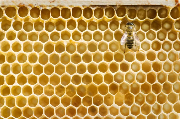Pszczoły na grzebieniu — Zdjęcie stockowe