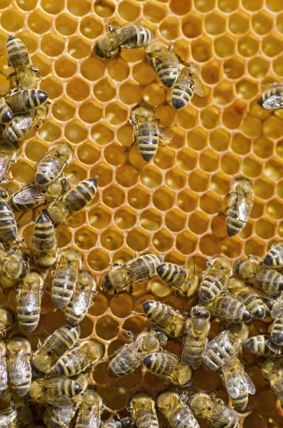 Honigbienen auf der Wabe — Stockfoto