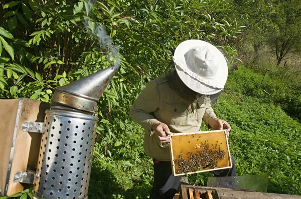 Imker hält eine Bienenwabe — Stockfoto