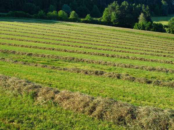 Hay windrows — Stock Photo, Image