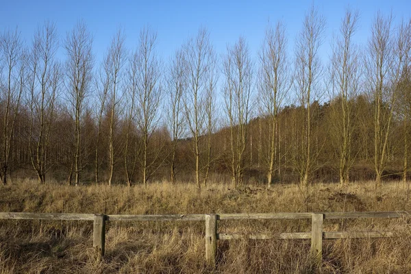 Row of birch trees — Stock Photo, Image