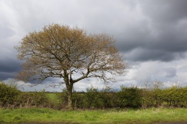 Oak tree in april clipart