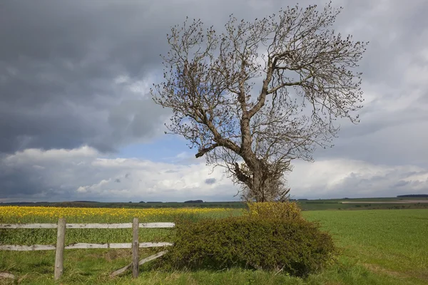 Molnigt våren landskap — Stockfoto