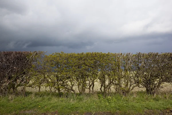 Viharos hedgerow háttér — Stock Fotó