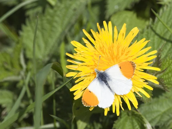 Male orange tip butterfly — Stock Photo, Image