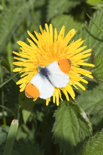 Borboleta de primavera — Fotografia de Stock