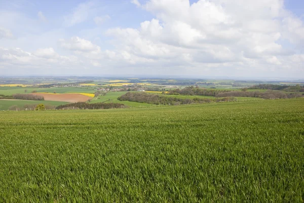 Arable fieldscape in springtime — Stock Photo, Image
