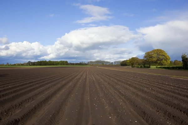 Springtime potato fields — Stock Photo, Image