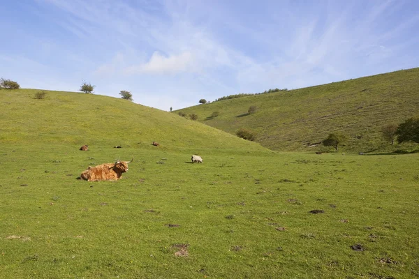 Vallée herbeuse avec bétail — Photo