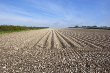 Potato furrows in chalky soil clipart