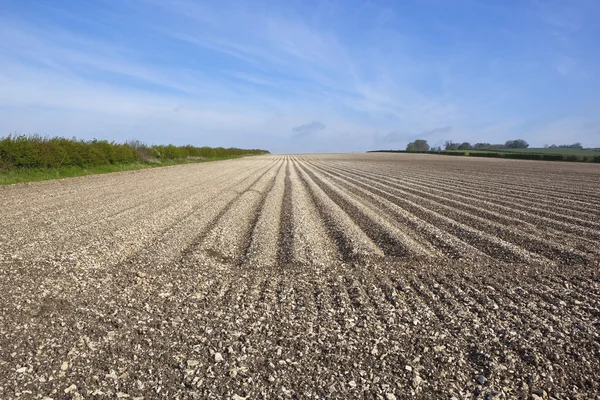 Potatis fåror i kalkhaltig jord — Stockfoto