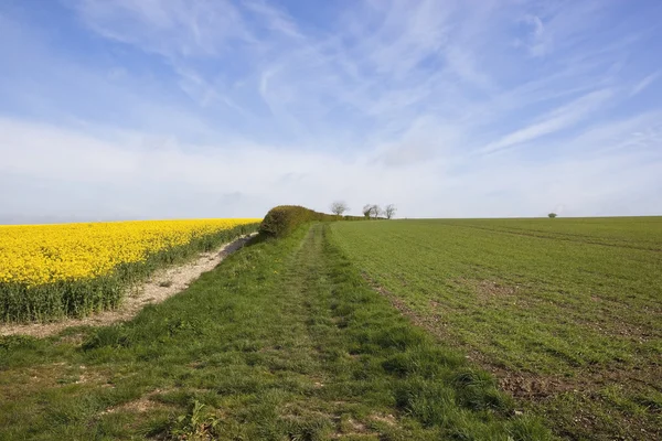 stock image Springtime arable landscape