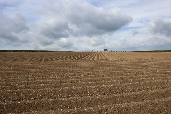 Potato rows in springtime — Stock Photo, Image