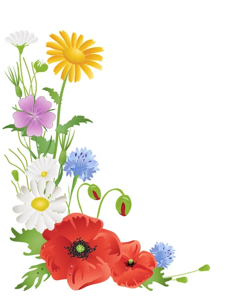 Щорічні польові квіти — стоковий вектор